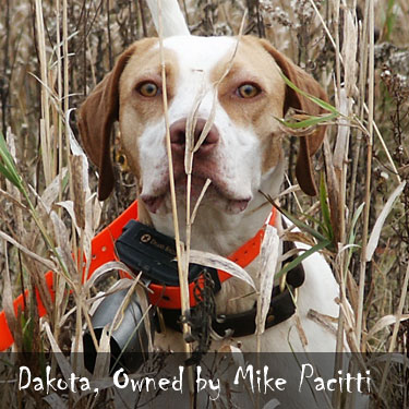 Gun Dog Forum Photo Contest